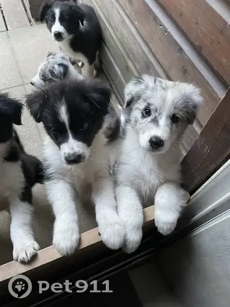 Chiots perdus à Carmaux le 16 octobre - photo