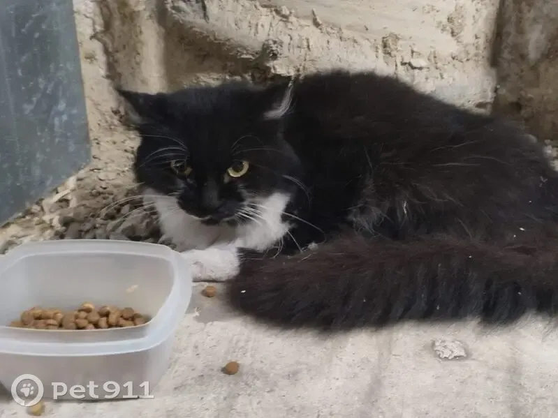 Chat noir et blanc trouvé à Toulouse - photo