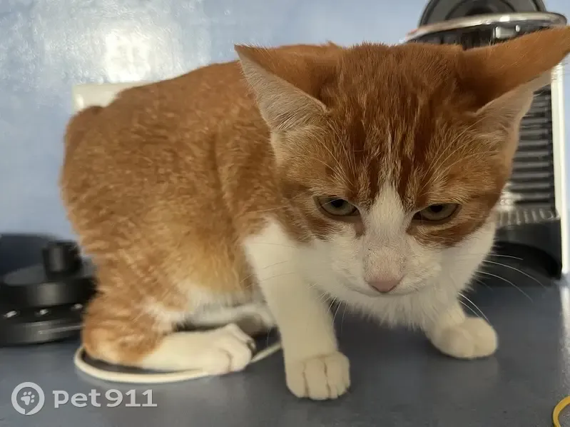 Chaton roux 4 mois perdu à Paris - photo