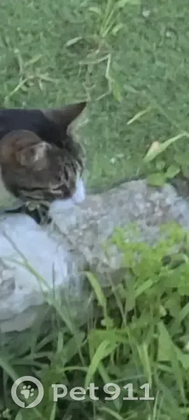 Chat perdu à Sevran : Minou, noir et tigré - photo