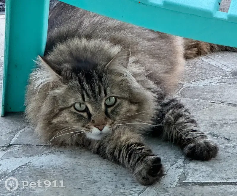 Chat Merlin disparu à Aytré, rue Poitevin - photo