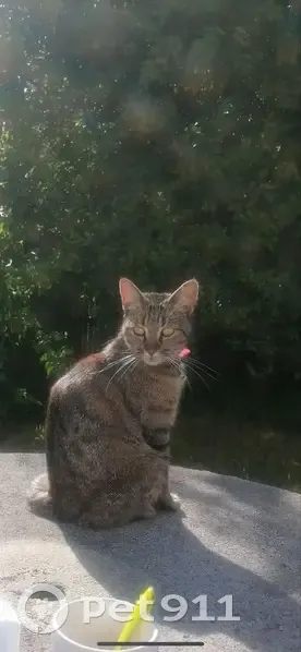 Chat disparu avec collier rose à Aytré - photo