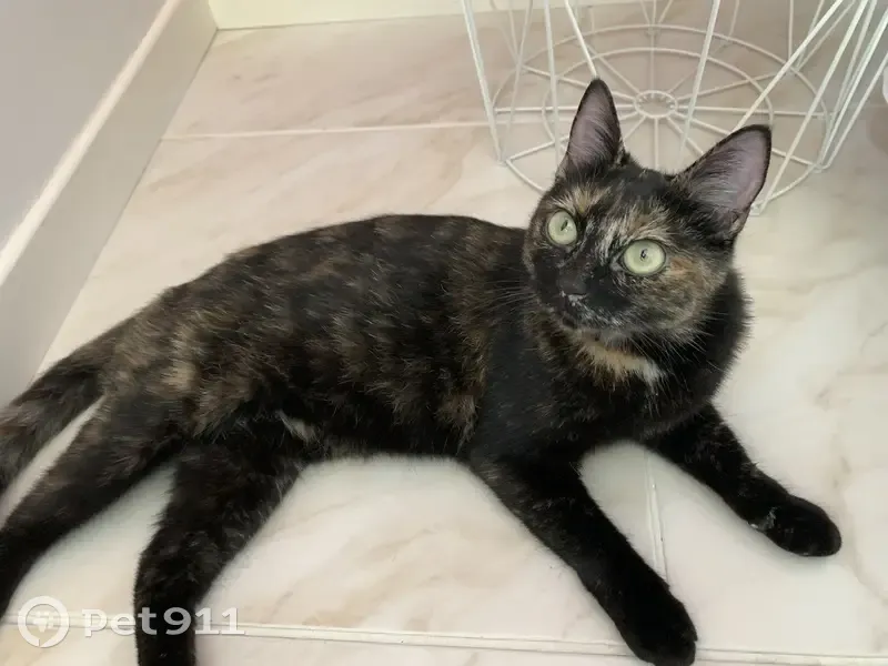 Chatte écaille de tortue trouvée affamée - photo