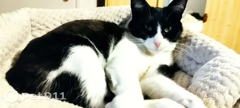 Chatte noir et blanche perdue à Cahors - photo