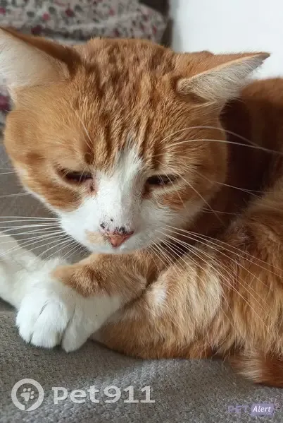 Chat roux disparu à Neuville-sur-Saône - photo