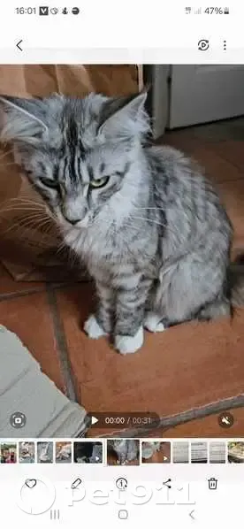 Maine Coon grise perdue à Aressy - photo