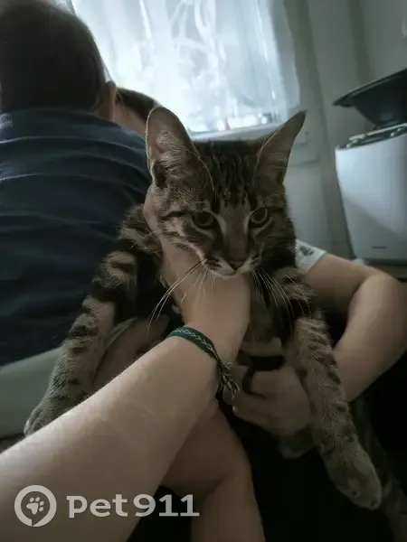 Chat tigré trouvé, sociable à Reims - photo