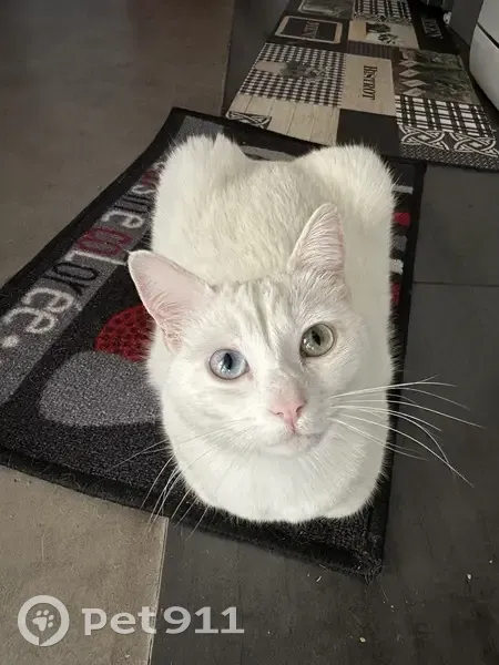 Chatte blanche yeux vairons perdue à Cannes - photo