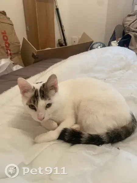 Chat blanc blessé trouvé à Toulouse - photo