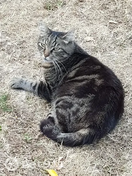 Chat tigré perdu à Baugé en Anjou - photo