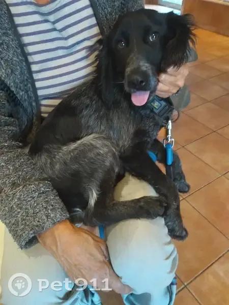 Chien trouvé à Ribaute-les-Tavernes - photo