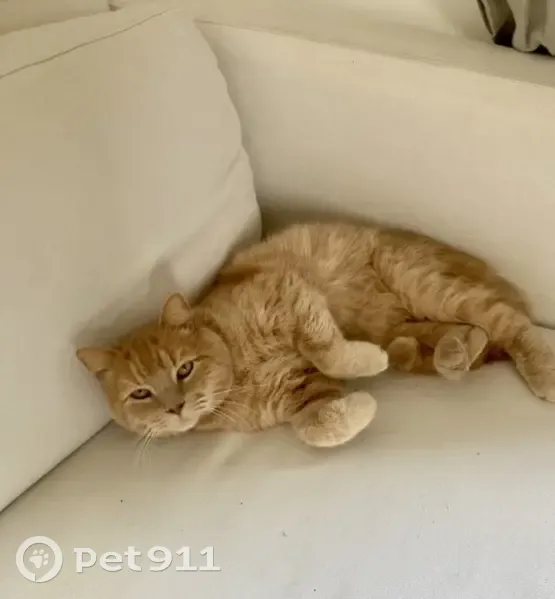Chachou, chat de 10 ans, disparu au Mesnil - photo