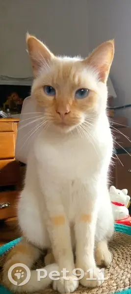 Chat crème 4 ans perdu à Baulon - photo