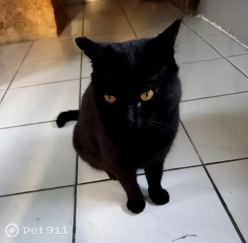 Chat noir mâle trouvé à Lannion - photo