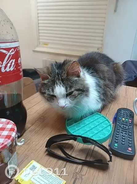 Chat mâle blanc/tigré perdu à Tourcoing - photo