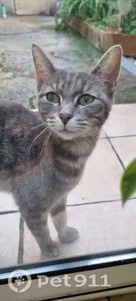 Jeune chatte tigrée câline trouvée à Trets - photo