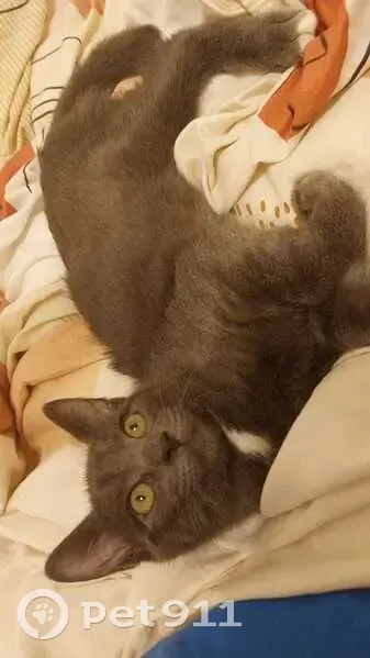 Chat noir perdu à Aubière - photo