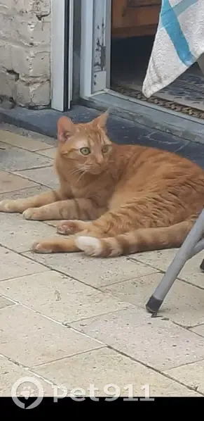 Chat disparu rue de Fourmies, Caudry - photo