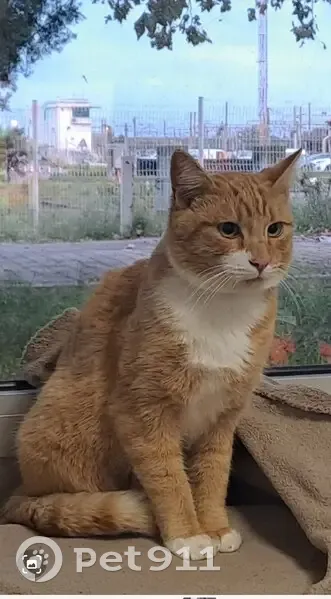 Chat roux 1.5 an perdu à Miramas - photo