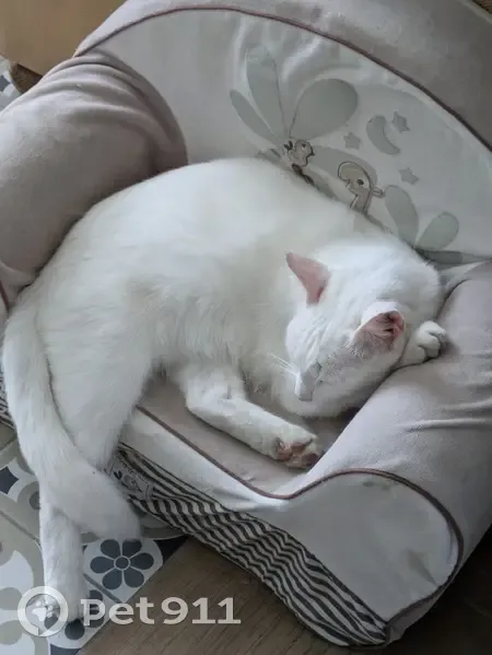 Chat blanc disparu à Houplines - photo