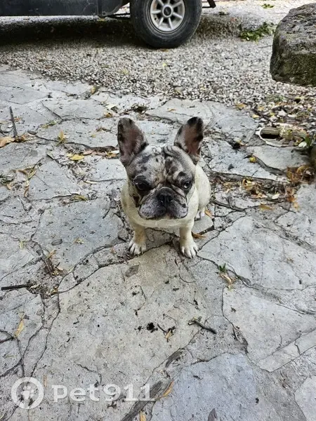 Chienne bouledogue perdue à Carpentras - photo