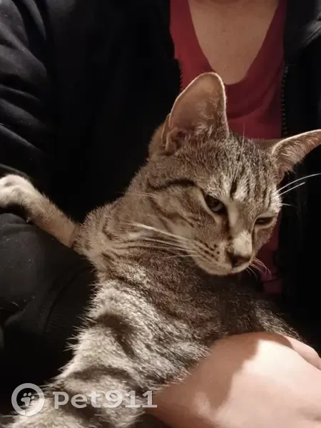 Chat mâle tigré câlin trouvé à St-Genest - photo