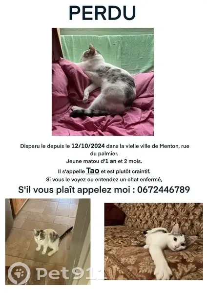 Chat perdu : Matou blanc et gris craintif - photo