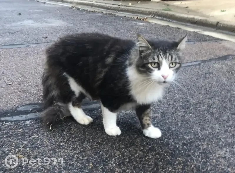 Chat affectueux trouvé rue Danton - photo