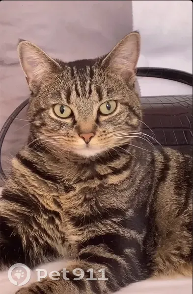 Nala, chatte tigrée disparue à Cergy - photo