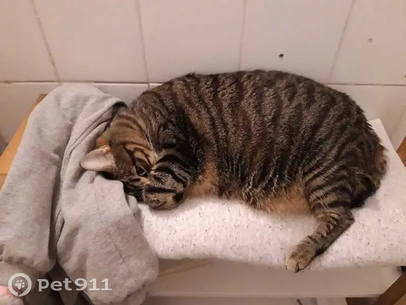 Chatte grise tigrée perdue à Sorgues - photo
