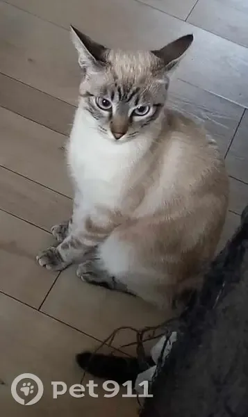 Chat siamois perdu à Giraumont, contactez YT - photo