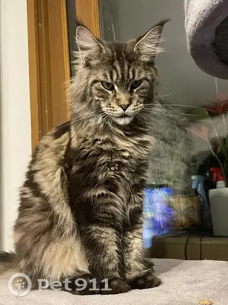Maincoon perdu à Faumont le 17/10 - photo
