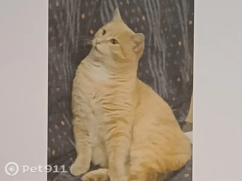 Chat beige perdu, Annecy, Av. des Romains - photo