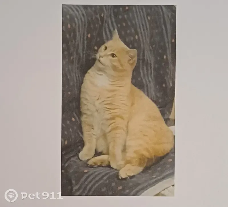 Chat européen beige perdu, Annecy - photo