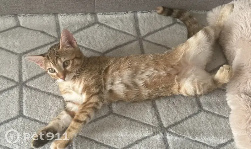 Chaton roux perdu, Rue Galilée, Valence - photo