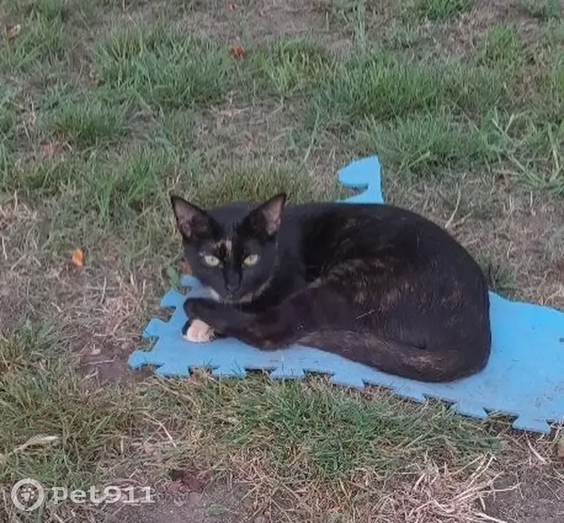 Cookie, chatte noire 2 ans disparue Gerzat - photo