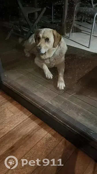 Chien beige trouvé devant mon portail - photo
