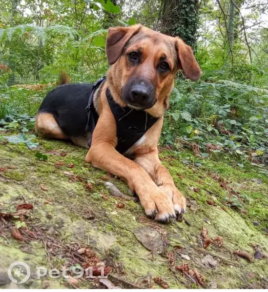 Berger allemand-griffon perdu à Laval - photo