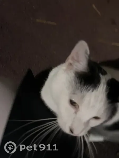 Chat noir et blanc trouvé à Bagneux - photo