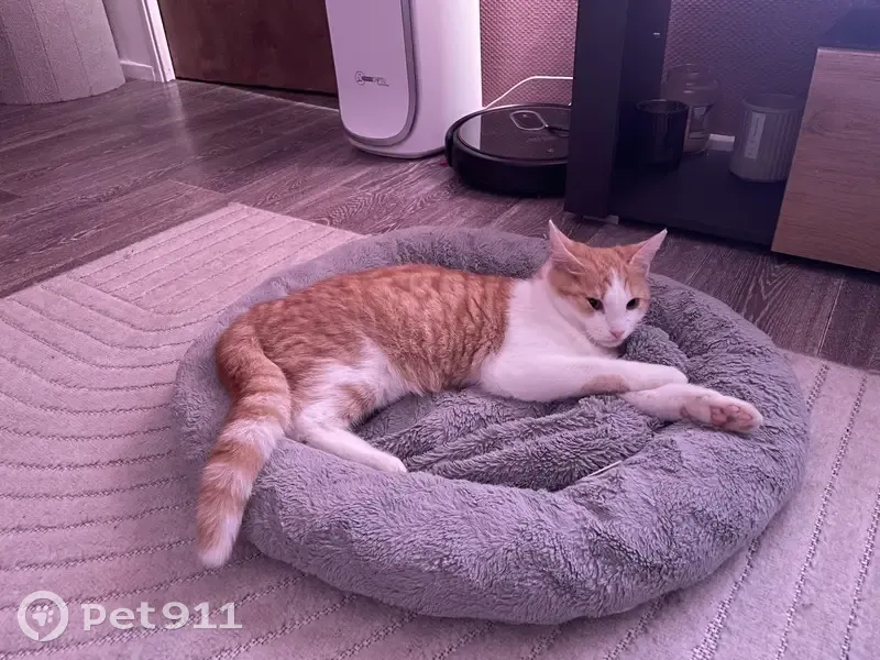 Chat trouvé à Metz, apeuré mais sociable - photo