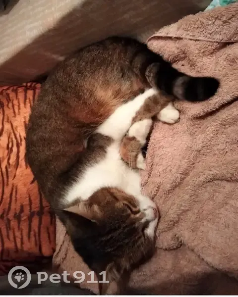 Chatte disparue à Fongrave: PUCE à retrouver - photo