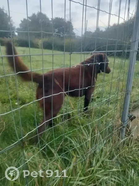 Jeune labrador marron trouvé à Pordic - photo