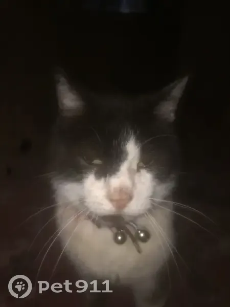 Chatte blanche et noire disparue à Nexon - photo