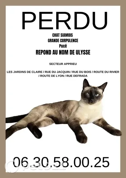 Ulysse, grand siamois perdu à Apprieu - photo
