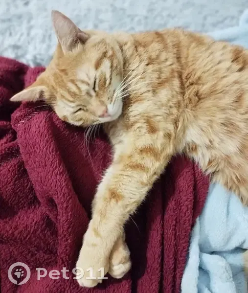 Chat roux Roucky disparu à Roissy-en-Brie - photo