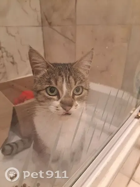 Chatte retrouvée sous la pluie à Paris - photo