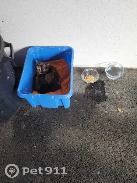Jeune chatte écaille trouvée Rue Saint-Jean - photo