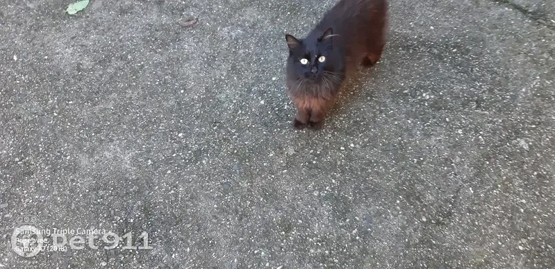Chat trouvé : noir/marron, poils longs, Cahors - photo