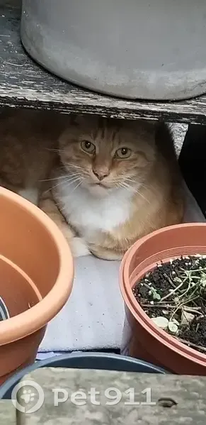 Chat trouvé maigre, Rue des Dames, Paris - photo