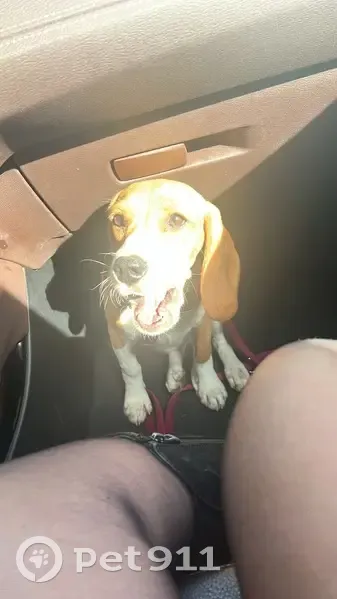 Beagle perdu Rue du Petit Sillery - photo
